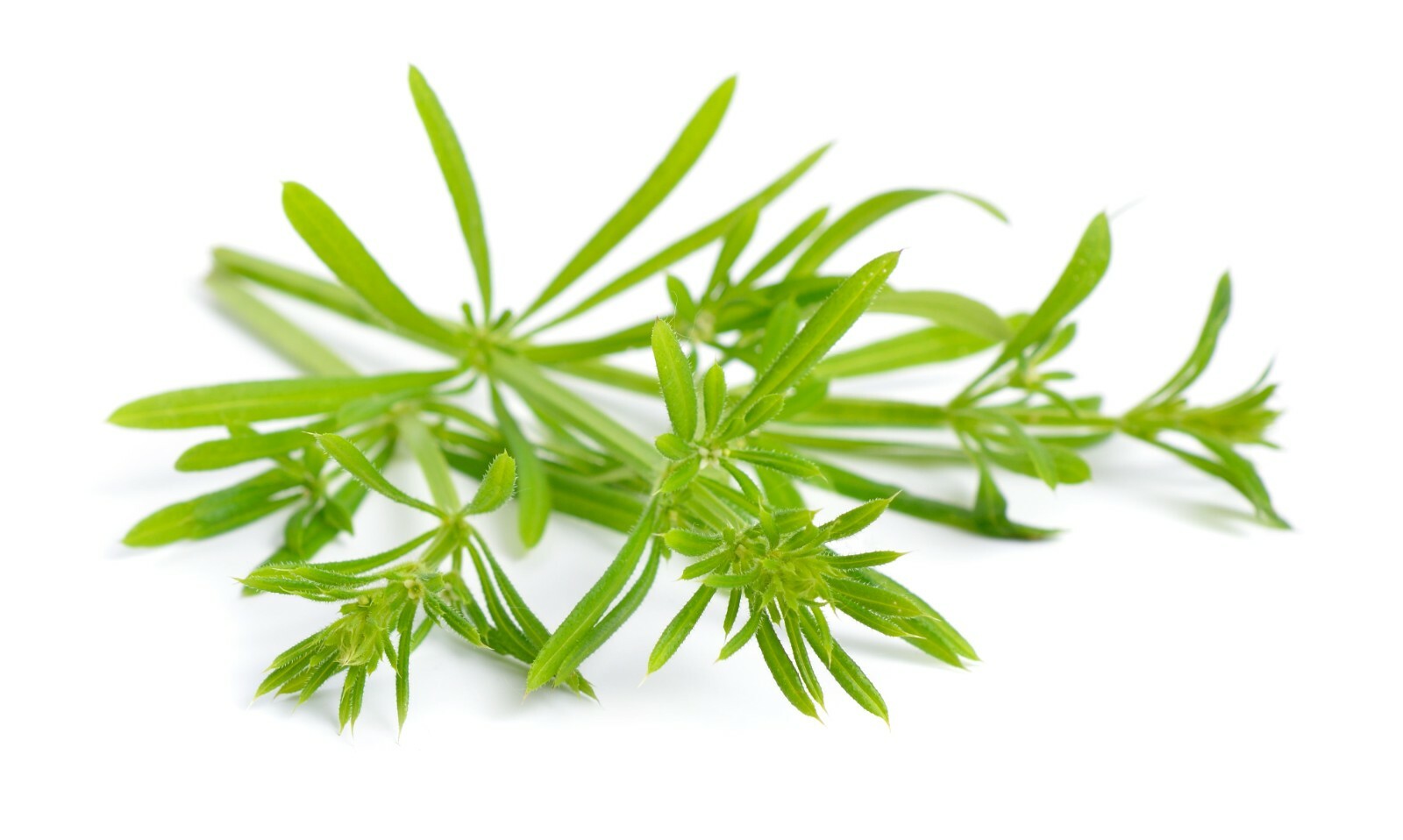 Cleaver herb – Galium aparine Dried Leaf C/S from 100% Nature