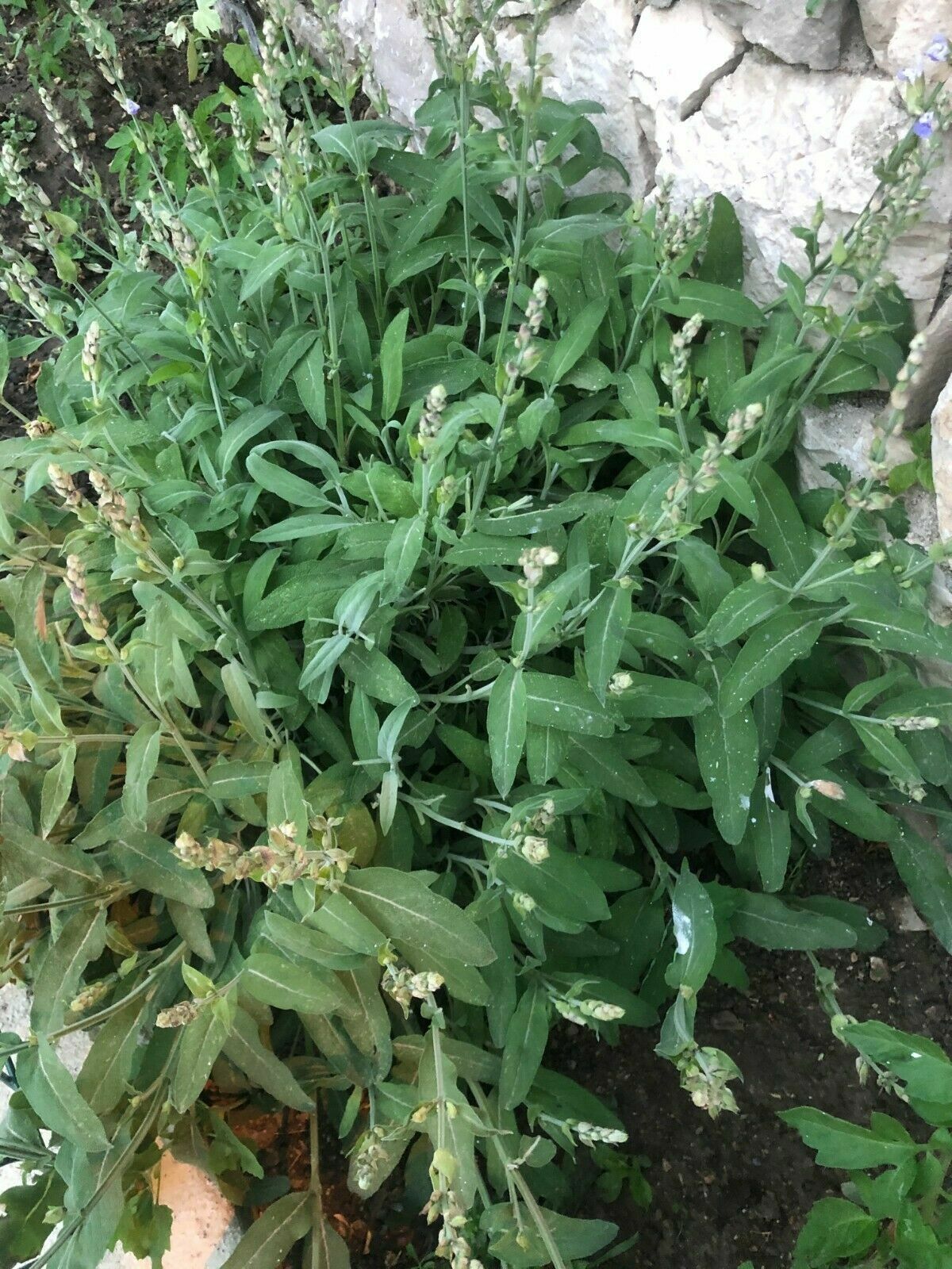 NATURAL ORGANIC SAGE DRIED LOOSE LEAF SALVIA OFFICINALIS ALBANIA HERBS BIO TEA