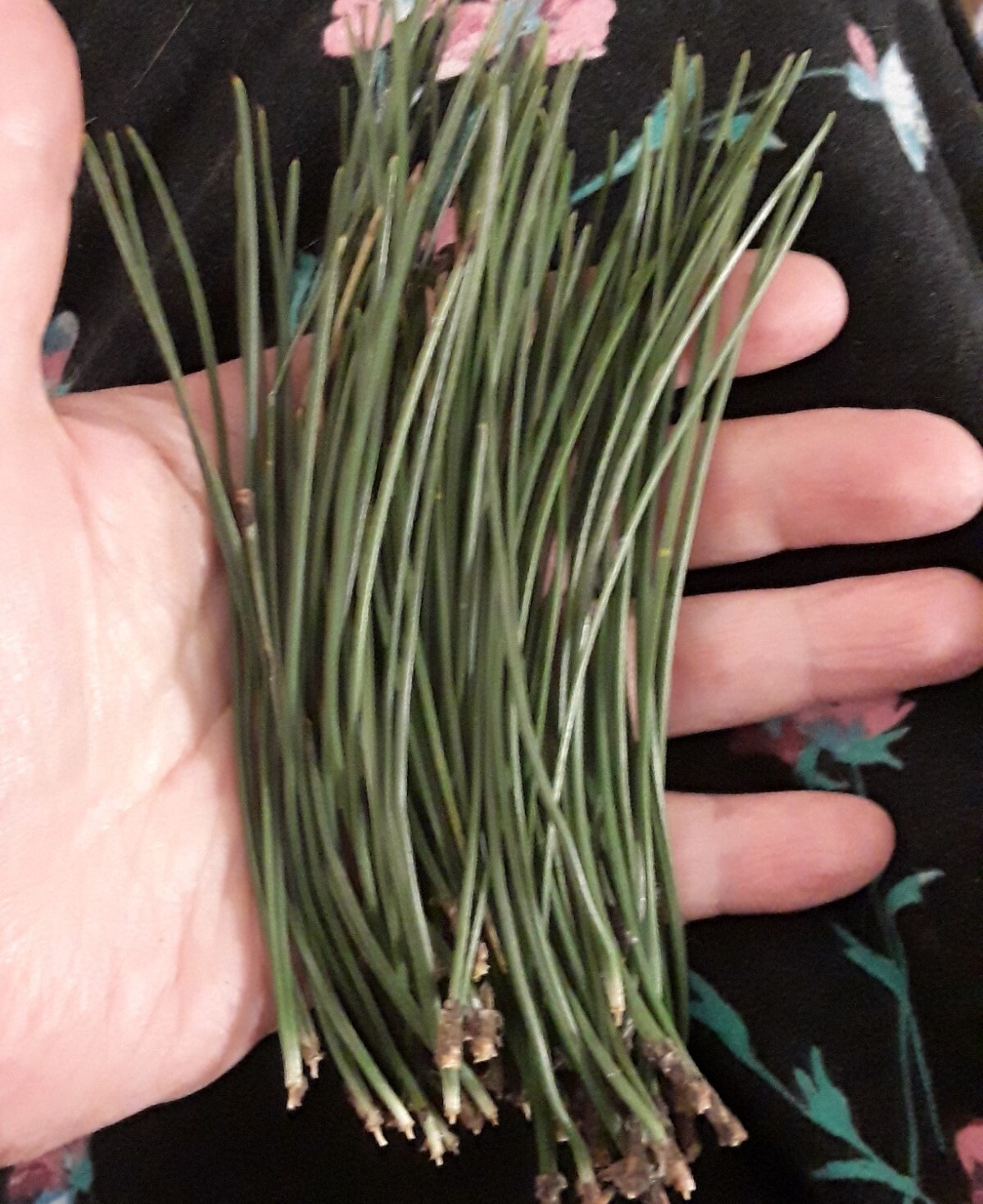 25 Pc Lot: Organic Eastern White Pine Needle & Red Pine Tea Bags Fresh Tree Bag