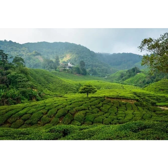 BOH CAMERON HIGHLANDS TEA LEAVE – 250 GM & 500 GM – FREE SHIPPING