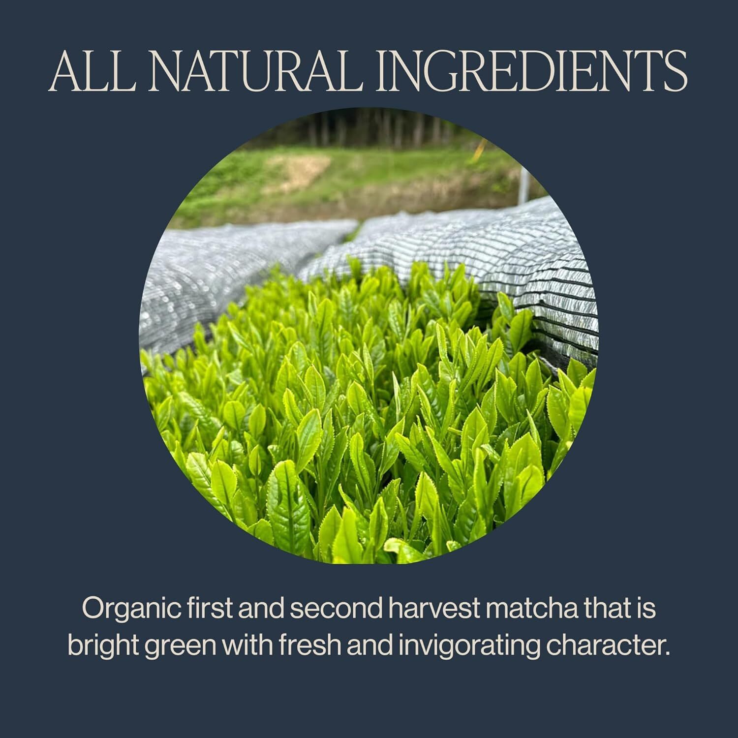 Rishi Tea And Botanicals Organic Loose Tea Everyday Matcha 1.05 Oz