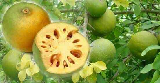 DRIED BAEL FRUIT LUXURY HERB TEA DRINK bael FREE SHIPPING