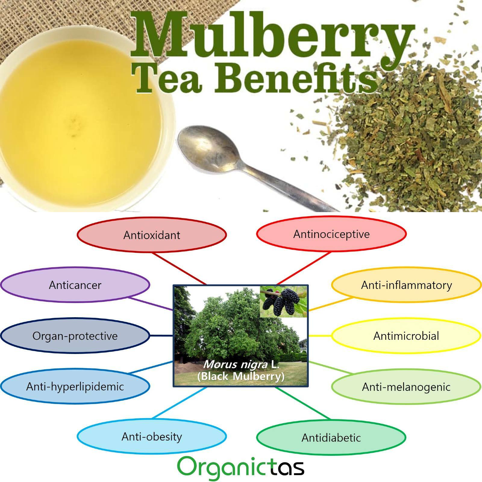 Organic Black Mulberry Leaf Tea (Morus Nigra) Wild Harvest Premium Quality