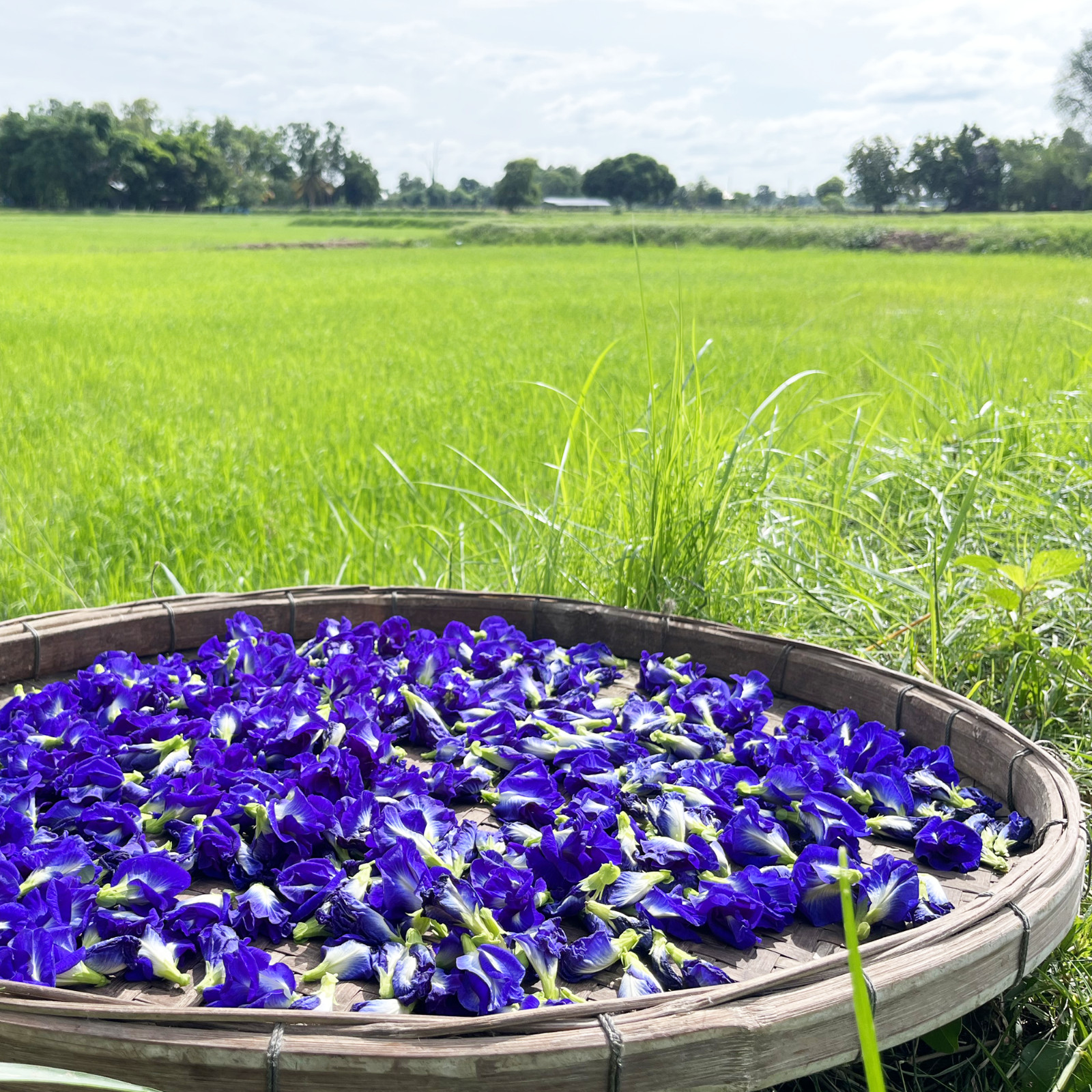Butterfly Pea Tea 100% Organic herbal infusion – FREE SHIPPING
