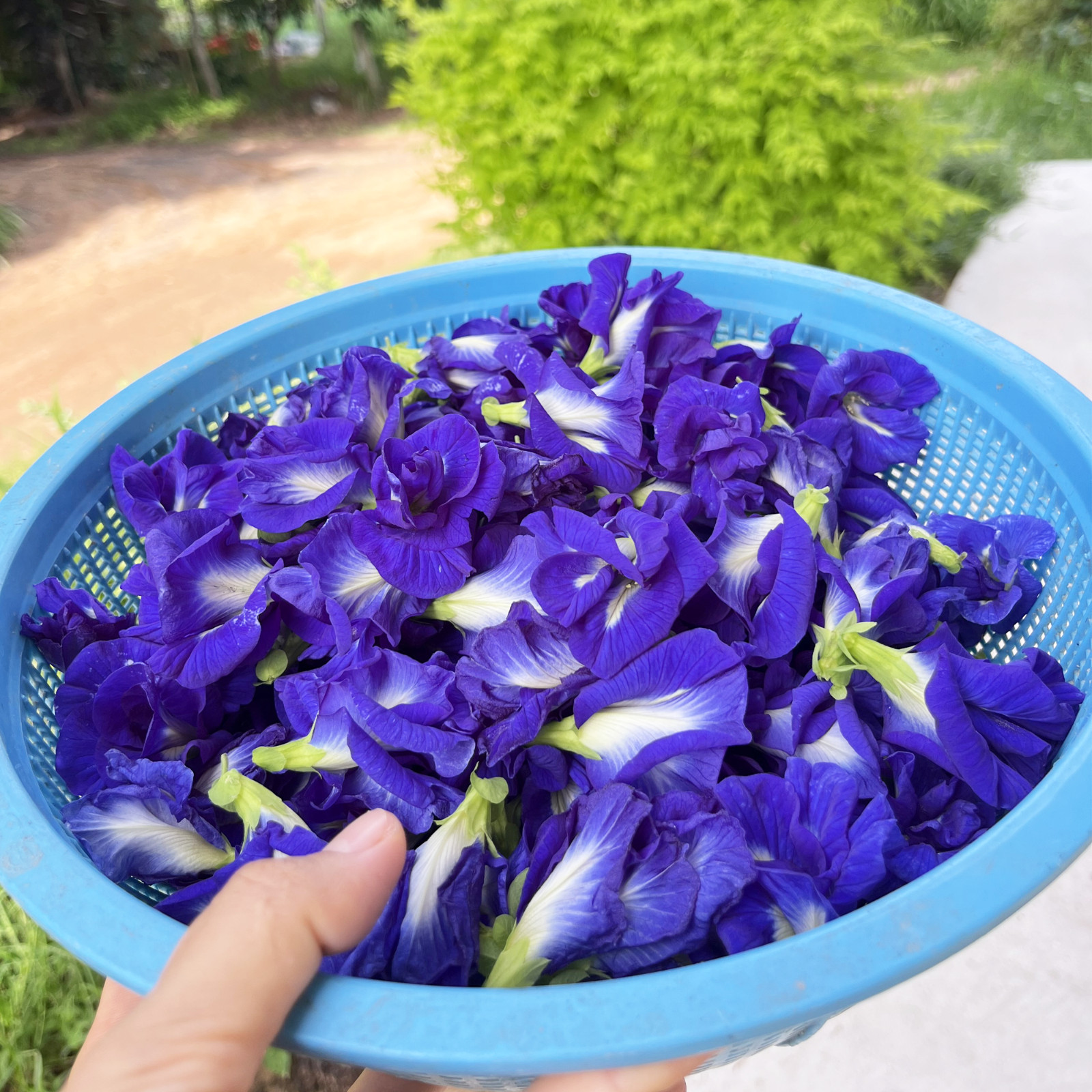 Butterfly Pea Tea 100% Organic herbal infusion – FREE SHIPPING