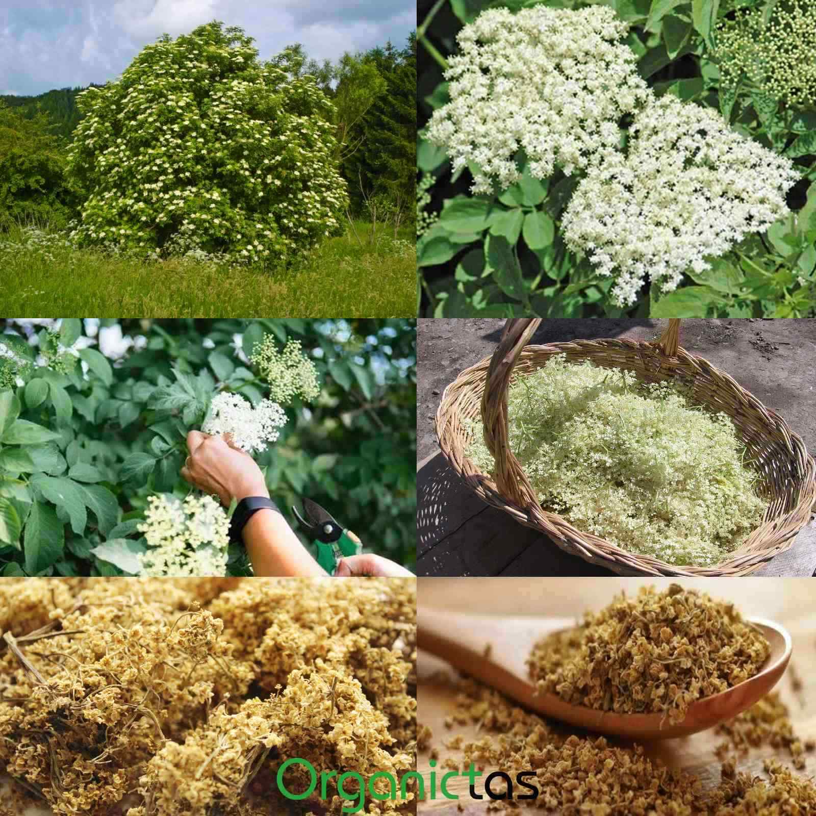 Organic Elder Flowers Tea Wild Harvest Elderflower Sambucus Nigra Dried Flower