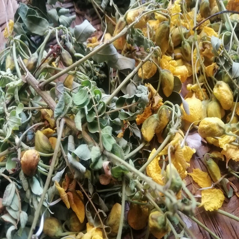 Natural Organic Tanner’s Cassia, Auriculata Avarampoo (Ranawara Mal) Dried 50g