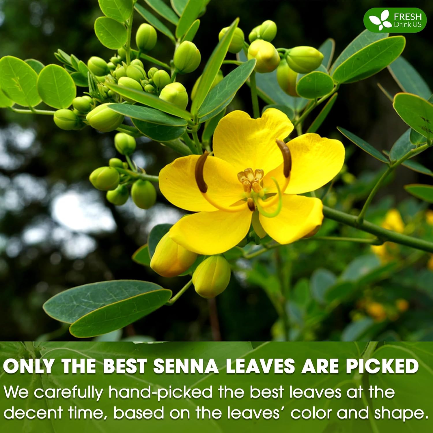 , Premium 135 Senna Leaf Tea Bags, 100% Natural & Pure from Senna Leaves. Loose