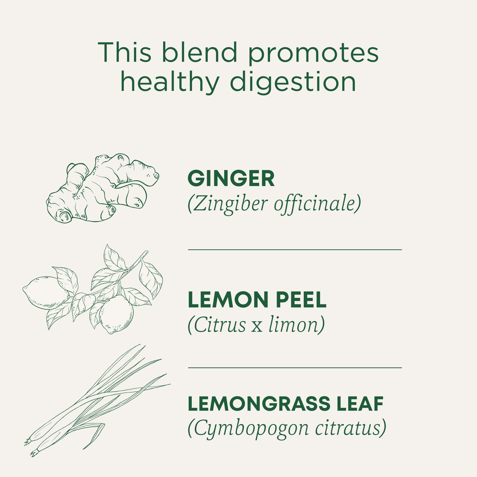Traditional Medicinals Organic Lemon Ginger Tea, 1.13 16 Count (Pack of 1)