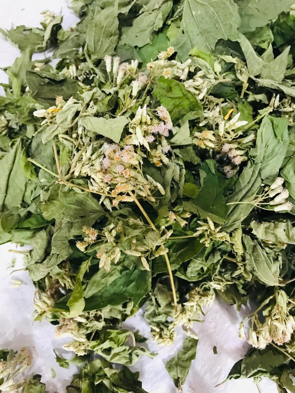 Dried Mexican Dream Herb Calea Zacatechichi Organic Herbal Ceylon Tea