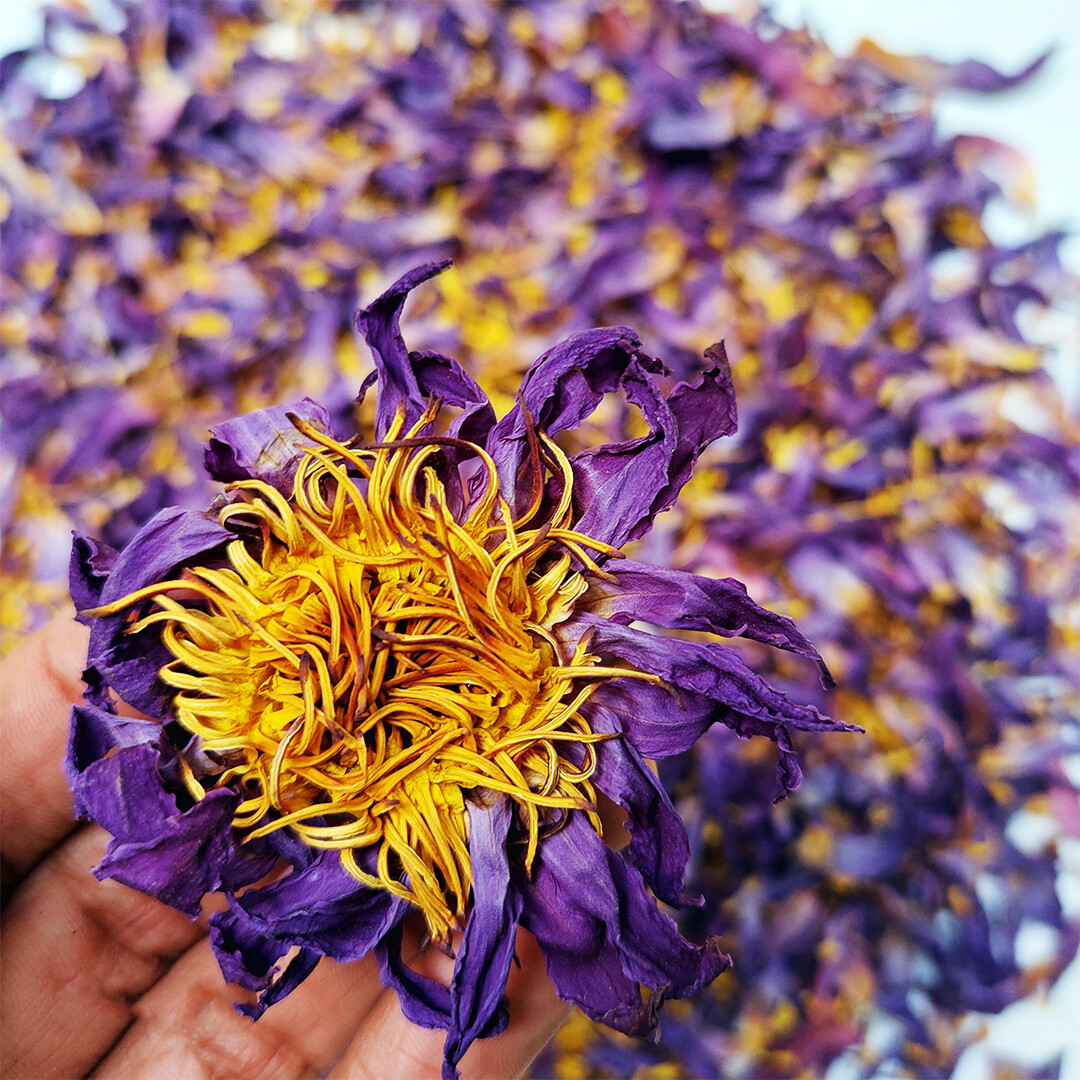 Blue Lotus Cut Flower Nymphaea Caerulea Organic Natural Herbal Tea From Ceylon