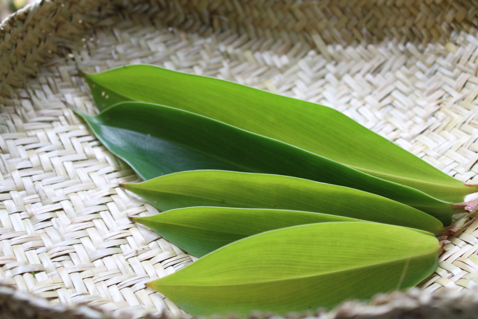 Dried Insulin |Thebu |Costus Plant leaves Organic|Diabetic Tea CEYLON Free ship.