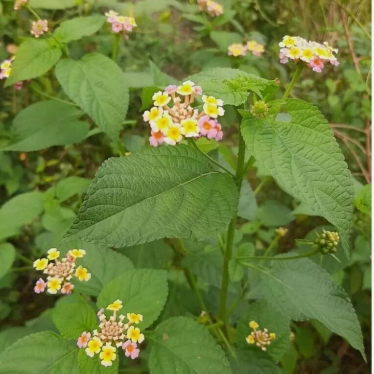 75g Dried Lantana Camara Leaves 100% Organic Shrub Verbena Angel Lips Tea