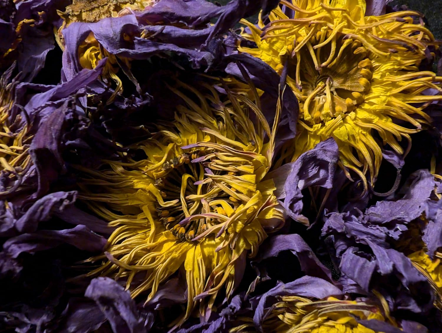 Lotus Flower Tea | ‘S Sesen | 1Oz Bag