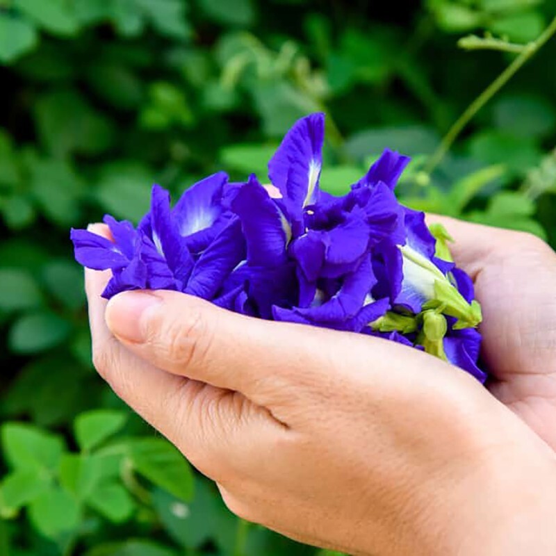 ORGANIC 100% DRIED BUTTERFLY PEA FLOWER Ceylon Blue pea flowers tea 40g