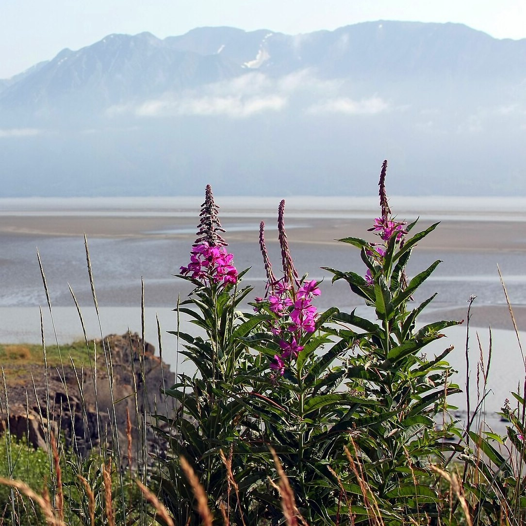 Fragrant Icelandic Fireweed Flowers – Wild Arctic Aromatic Blossoms Tea