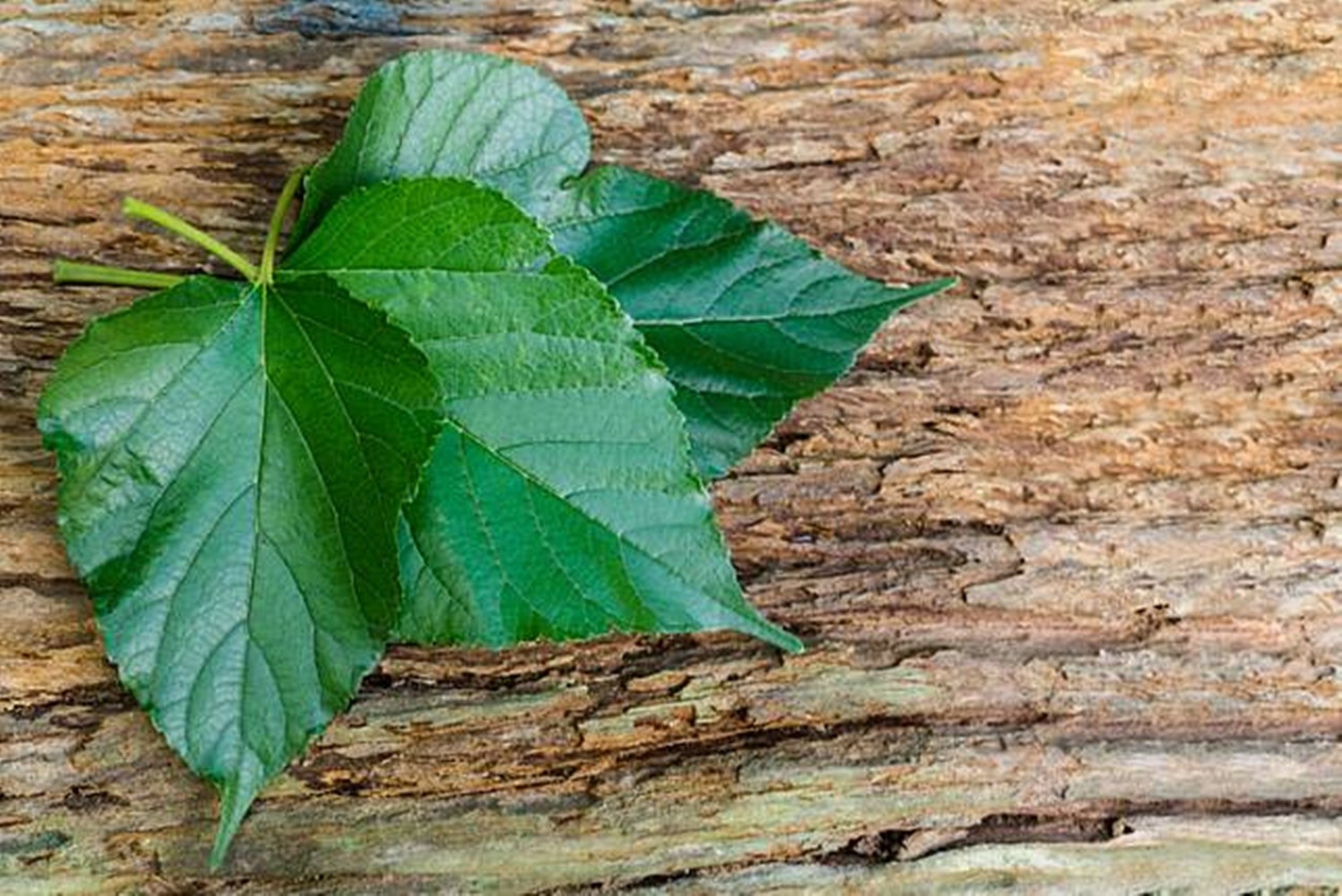 Mulberry Leaf Tea 120 Tea Bags Thai Herbal Natural Thanyaporn Free Shipping