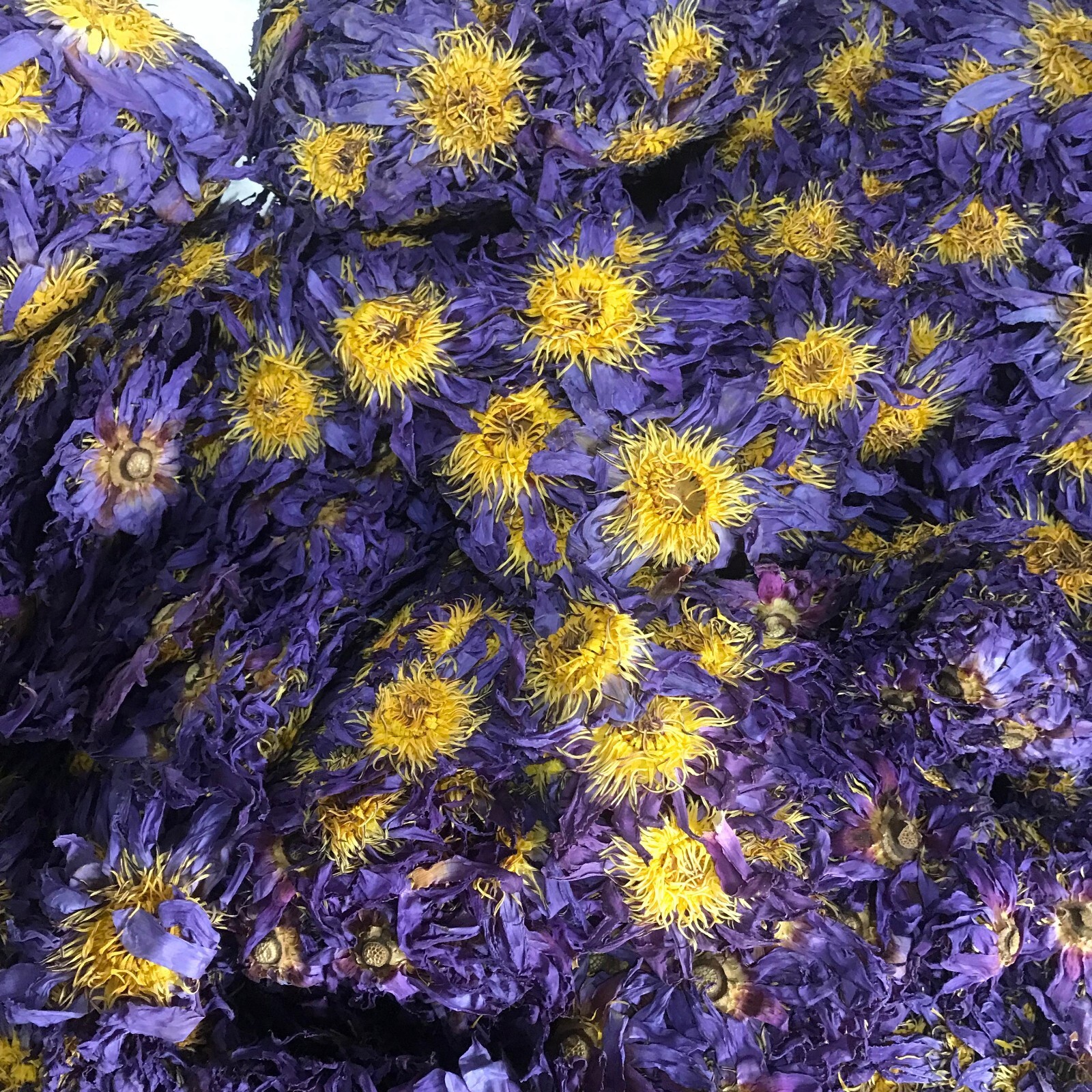 Blue Lotus Nymphaea Caerulea Organic Natural Dried Whole Flower 2 Lb (910g) Tea