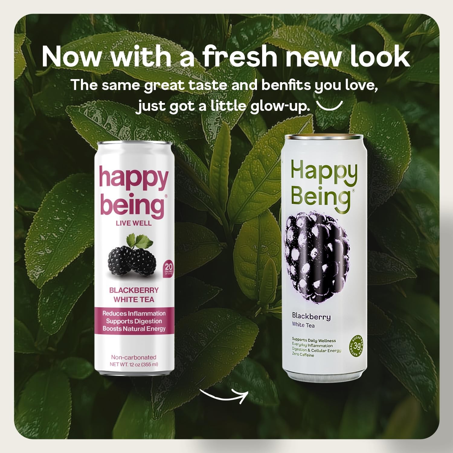 Happy Being Blackberry White Tea – Antioxidant & Polyphenol Rich, Infused wit…
