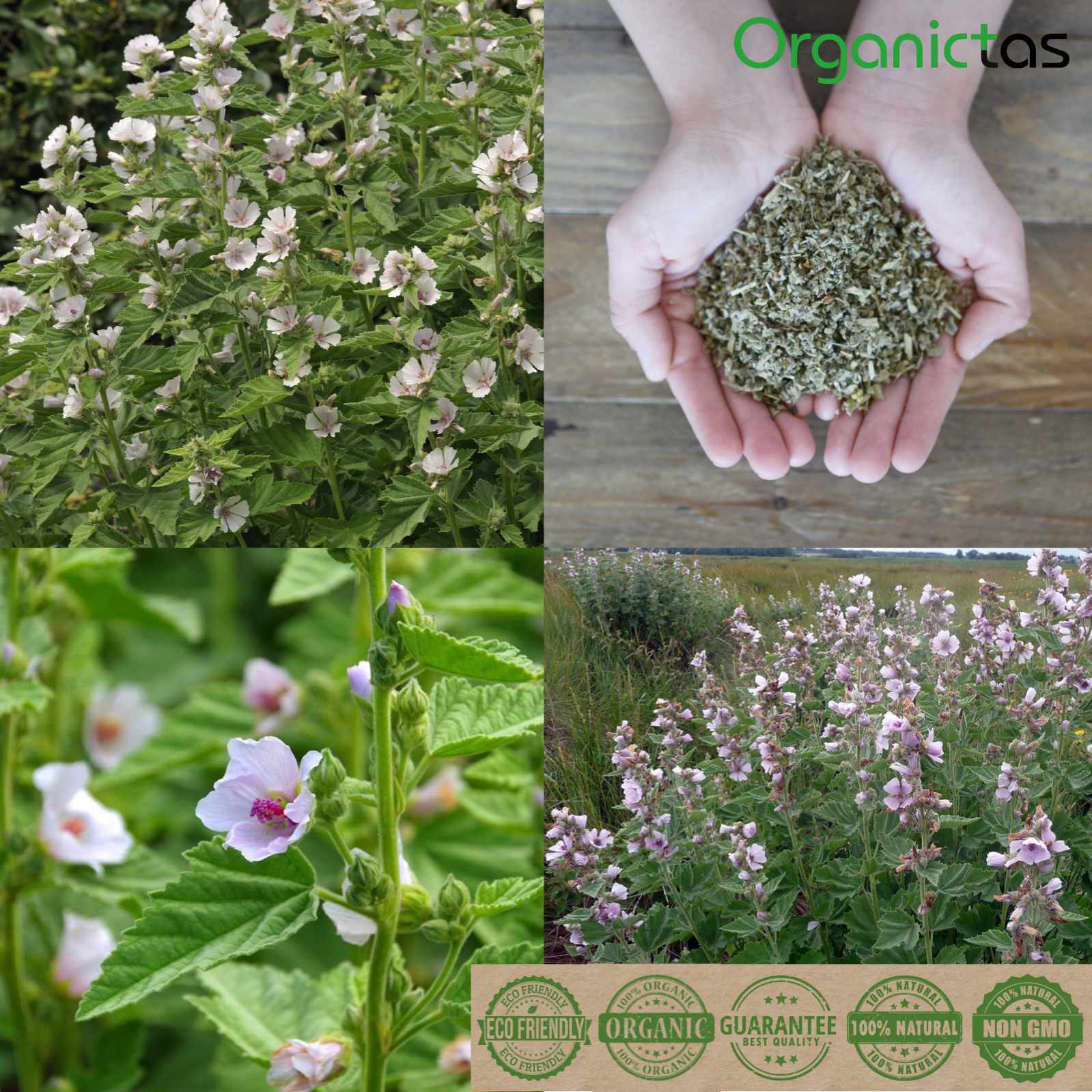 Organic Marshmallow Leaf Tea Loose Dried Althaea Officinalis Herb with Benefits