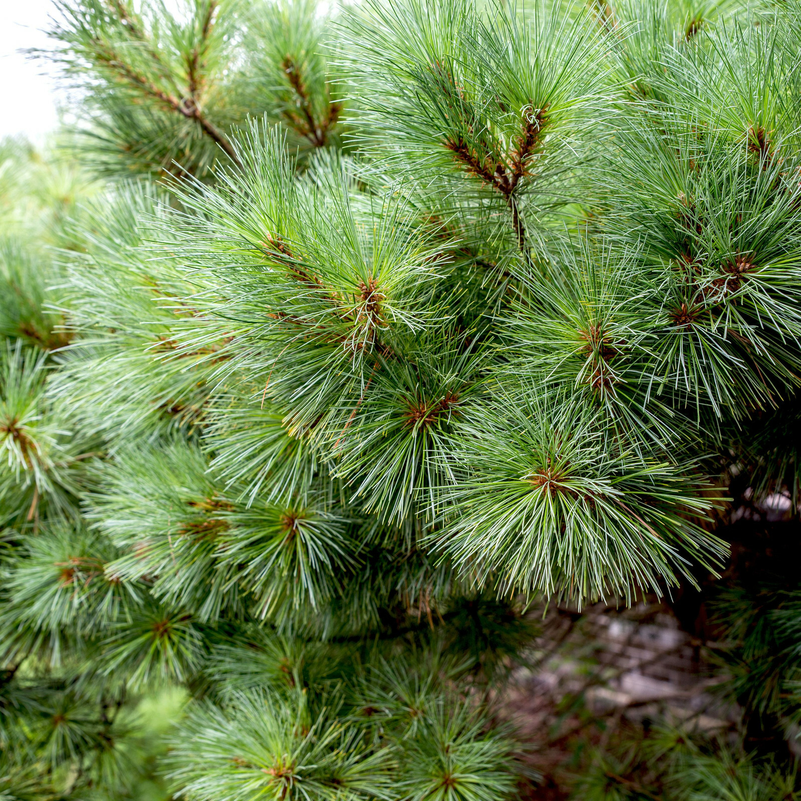 White Pine Tree Needles FRESH Tea-East Tenn. Pine,4 oz. SURAMIN , Shikimic Acid