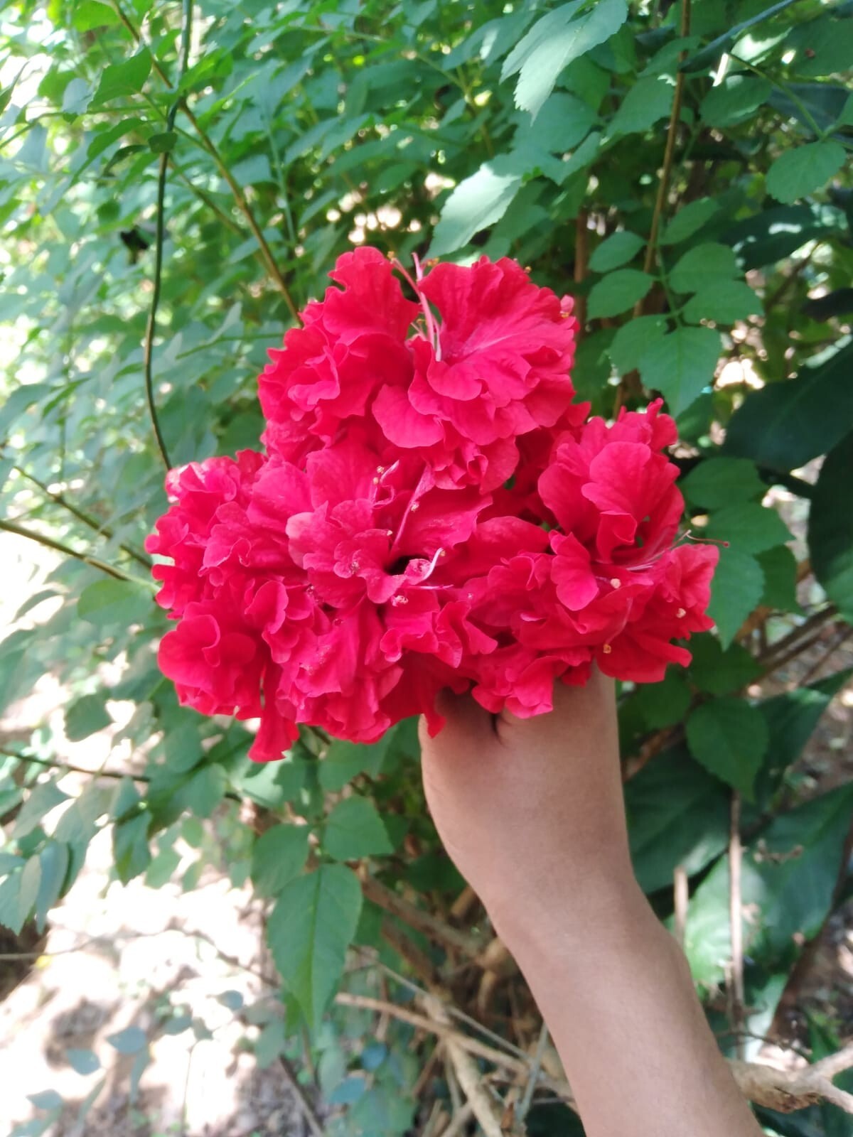 Hibiscus Dried Flower Organic Cut Flowers – Hibiscus Sabdariffa- 100% Premium