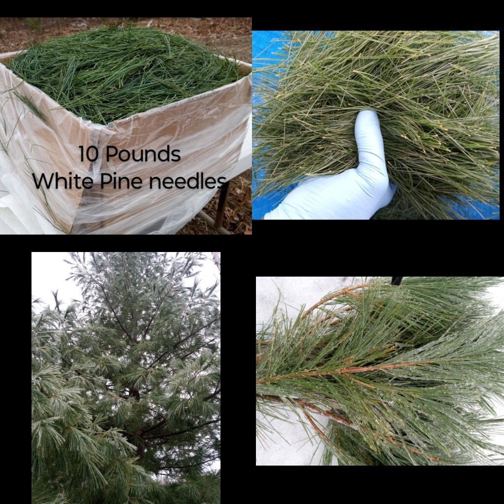 Fresh Eastern White Pine needle tea Maine Forest grown Suramin organic Health