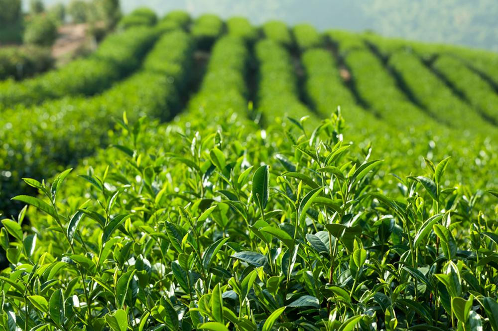 200 grams VIETNAMSESE GREEN TEA Thai Nguyen