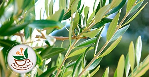 Olive Leaf Herbal Tea Bags Caffeine Free Immune Support 50-400 TeaDreamTea