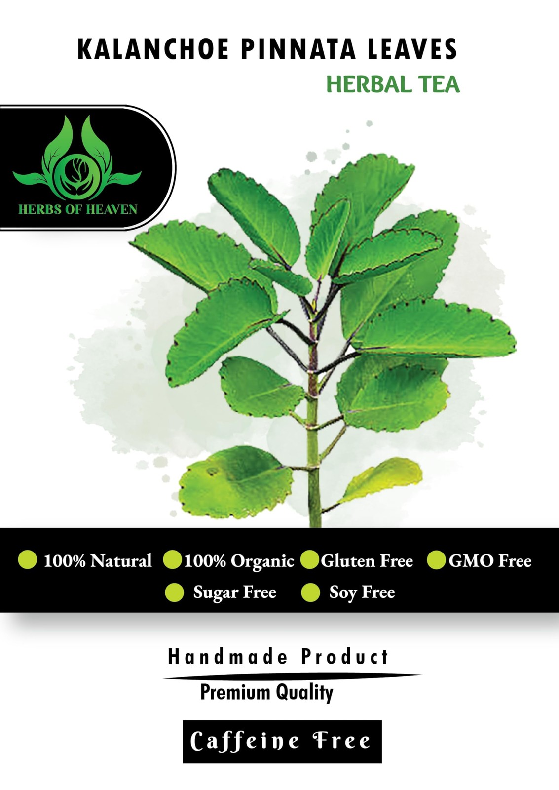 200 Kalanchoe Pinnata Leaves Leaf Of Lives Miracale Plant Healthy Well Cleane…