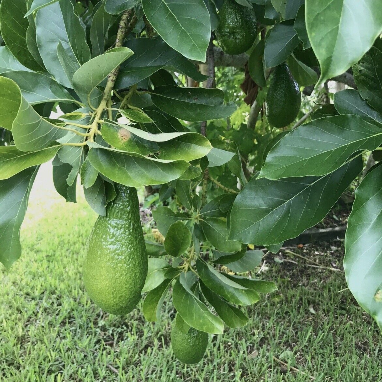 16 Fresh Avocado Leaf For Herbal Tea Organically Grown No Pesticides Home-grown