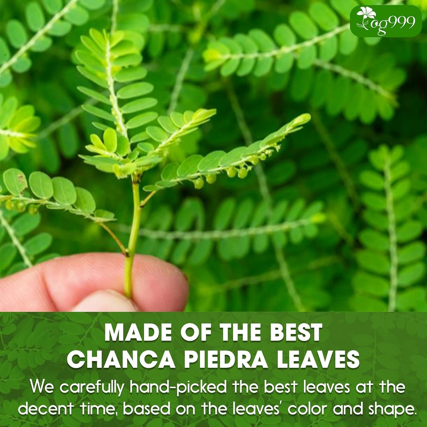 Convenient Chanca Piedra Tea Bags – 120 Count Natural Remedy for Busy Lifestyles