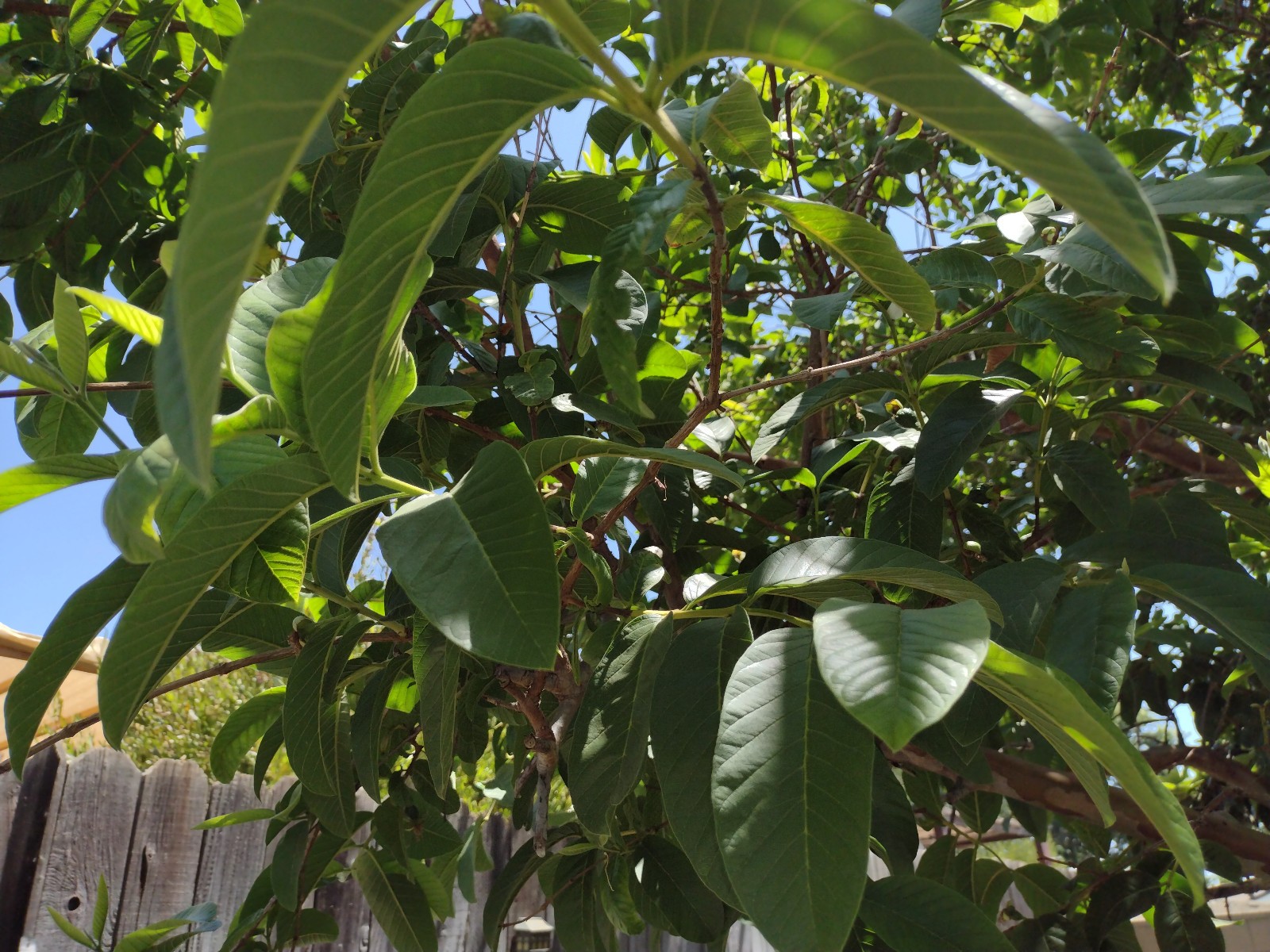 Pk of 40 fresh picked Guava Leaves for teas & infusion! FLAT SHIPPING READ