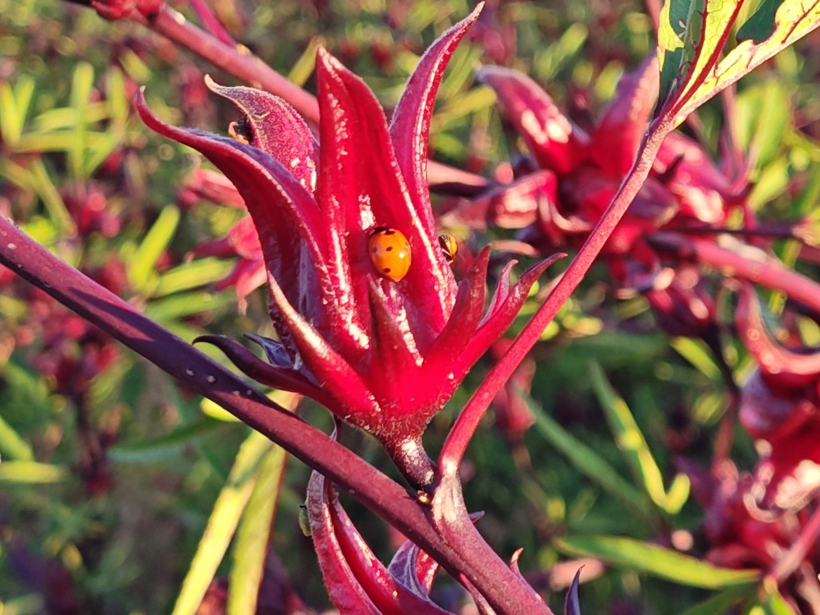 Premium Dried Hibiscus Tea, Roselle, Flor de Jamaica, Sorrel, USA Grown, 1 lb.