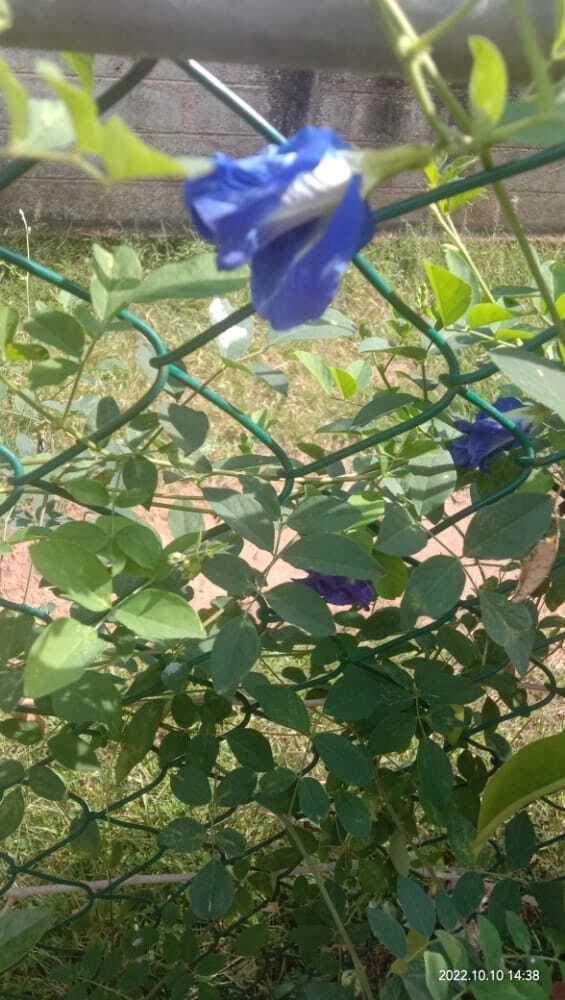 Premium Dried BUTTERFLY PEA Flowers Thai Tea Ayurveda NIL KATAROLU Healthy Drink