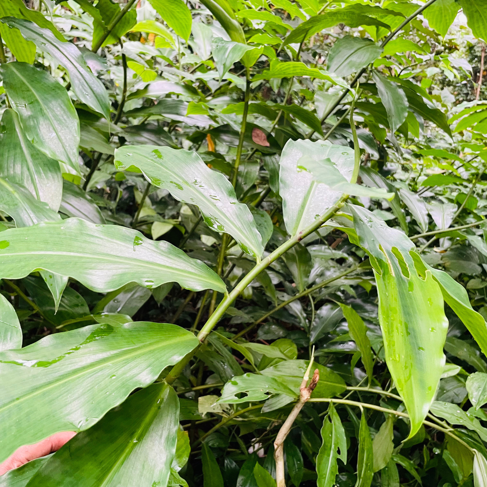 Dried Organic Insulin Plant Leaves Leaf ( Fiery Costus Igneus ) Thebu Herbal Tea