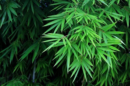 Dried Bamboo Leaves Pure Natural Zongzi Sticky Rice Dumpling & Best Tea 50 Leaf