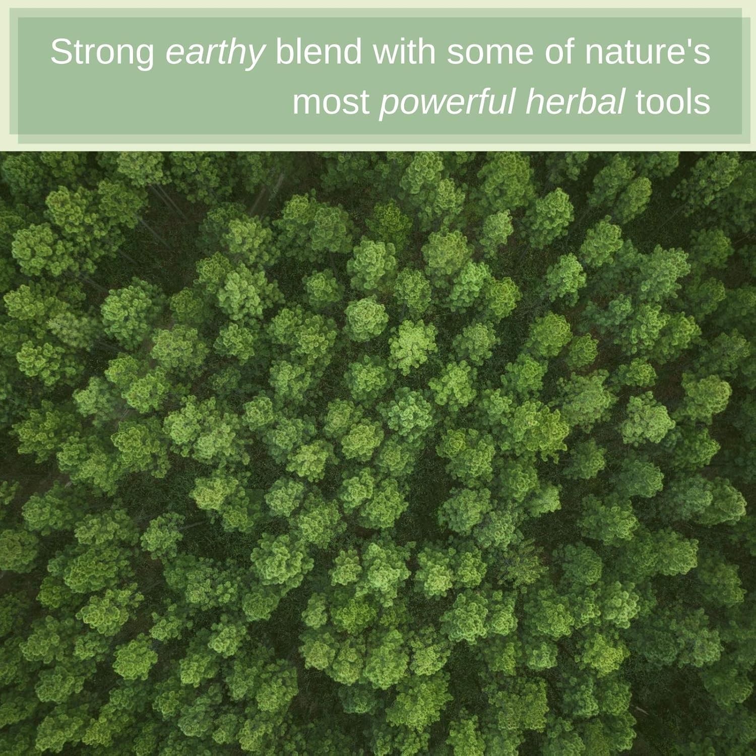 Organic Blood LifeBoost® Tea [28 Tea Bags] SpeedyVite®