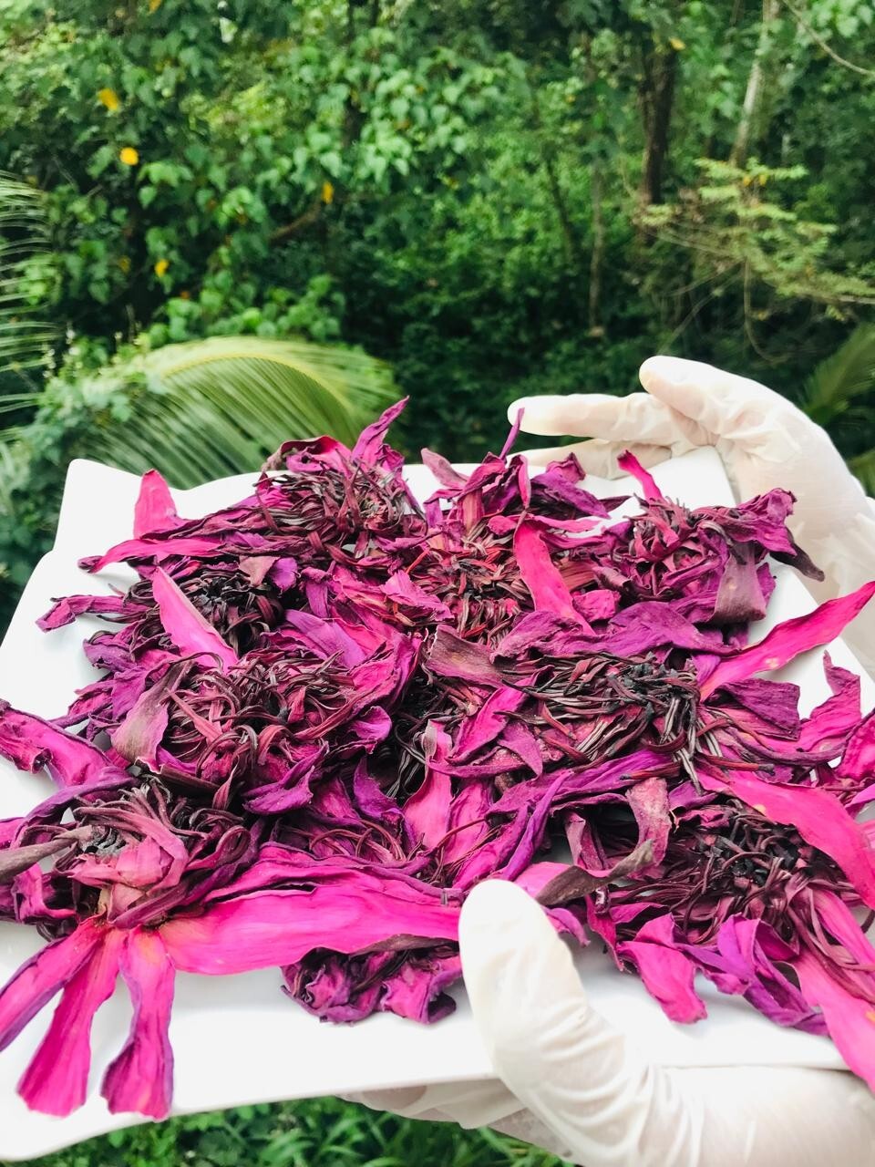 Dried Ceylon Red Lotus Flower Nelumbo Nucifera Pure Organic Hand Pick Herbal Tea