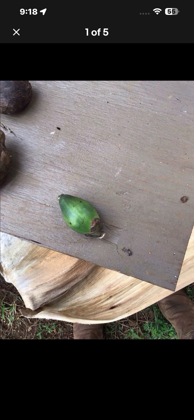 Hawaii Grown Organic Kauai Betel Nut for Chewing Fresh Picked Never Frozen New