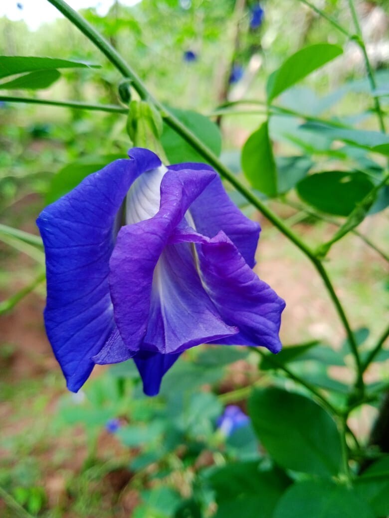 Butterfly Pea,Nil katarodu Flower Dried Blue Tea Natural Herbal Pure 100% Org