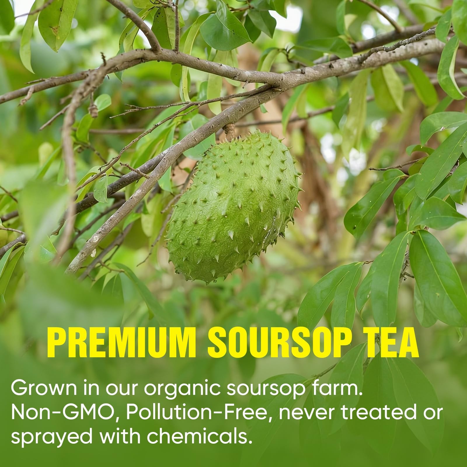 Soursop Tea Bags, 60 Packs 100% Natural Soursop Leaves Hojas de Guanabana, Su…