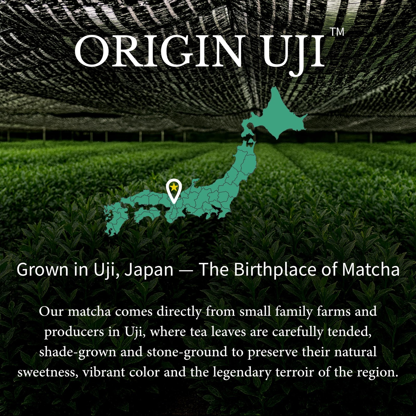 Daily Ritual Ceremonial Grade Matcha, Level 10 Tea Master Blend, First Harves…