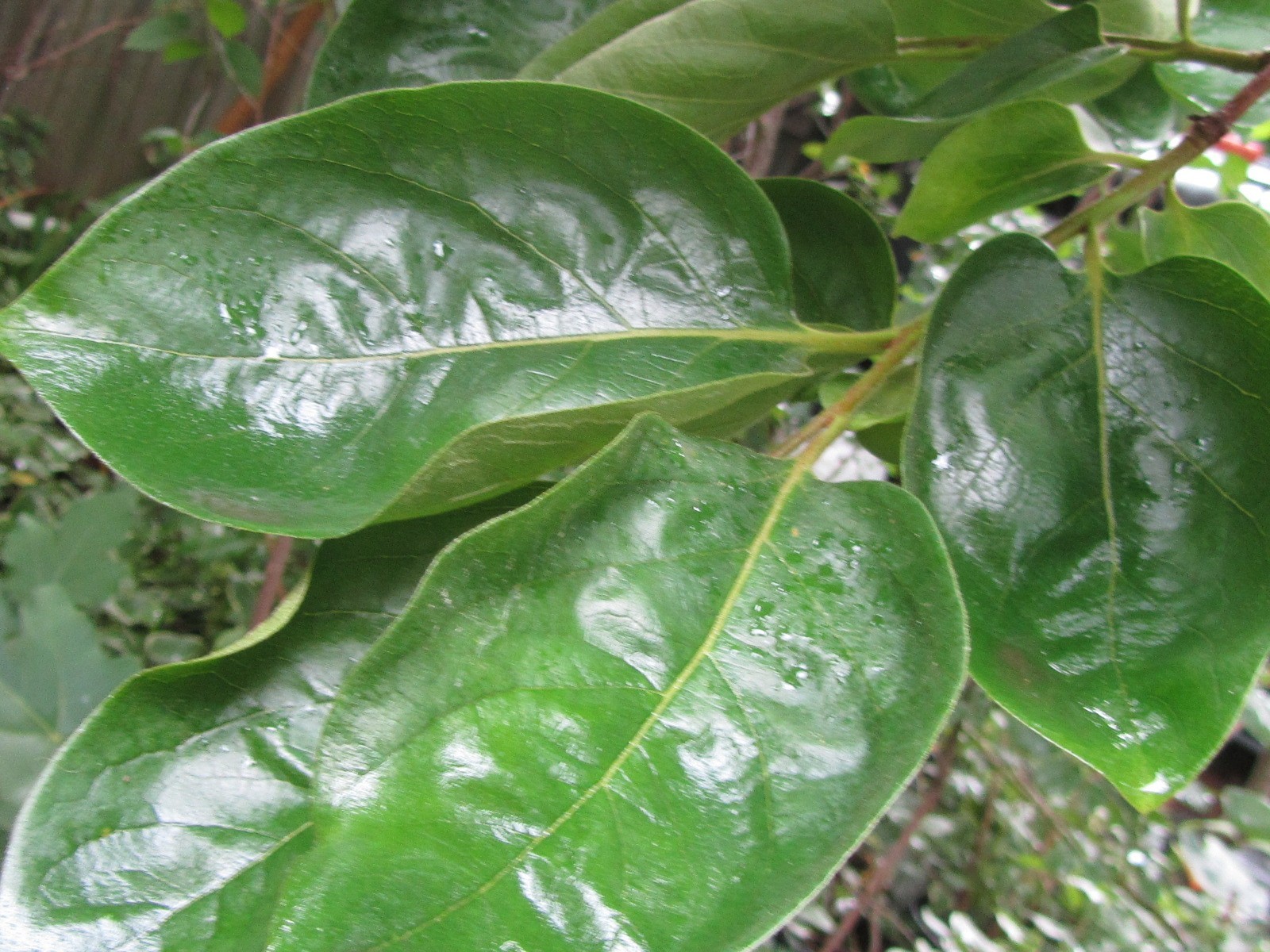 10 Fresh Organic, Anti Inflammatory. Persimmon leaves for tea. Large