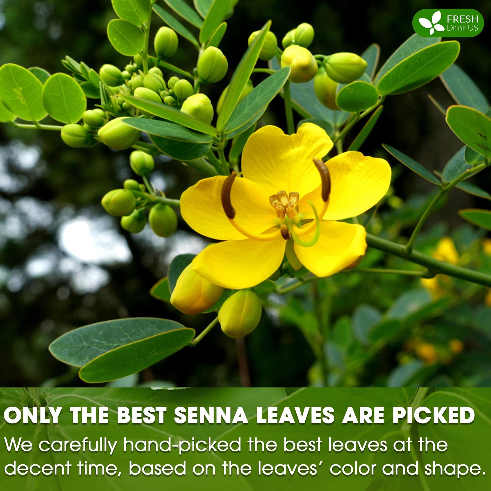 FreshDrinkUS, Premium 55 Senna Leaf Tea Bags, 100% Natural & Pure 55 Bags