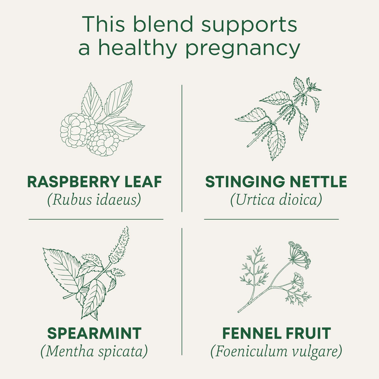 (Pack of 6) Traditional Medicinals Pregnancy Tea Bags 16 bag