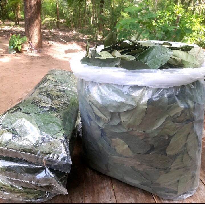 400+ Dried Soursop Leaves Annona HOJAS DE GUANABANA GRAVIOLA Quality Herbal Tea