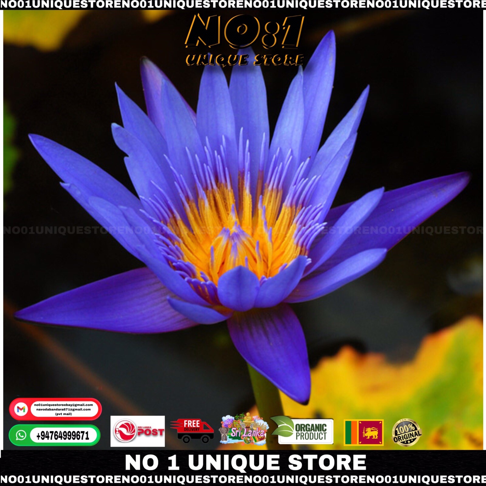 90g Organic Dried Blue Lotus Whole Flower For Herbal Tea Nymphaea Caerulea New