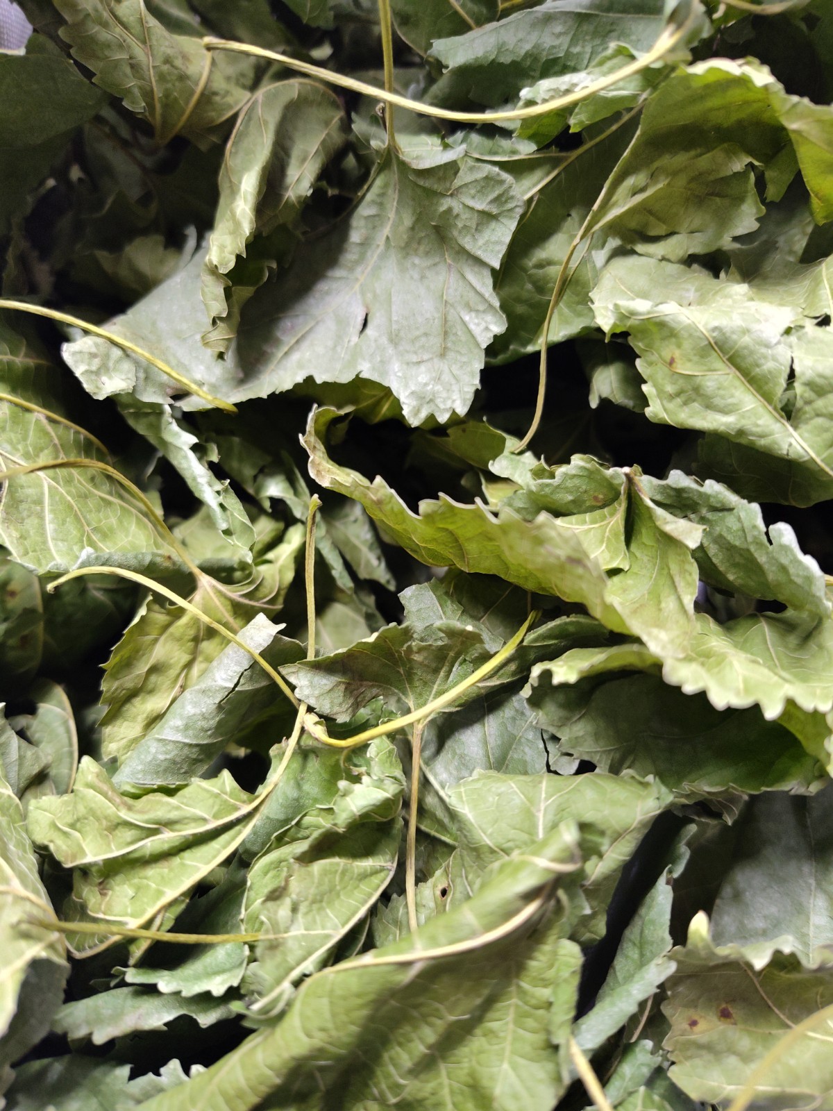 Mulberry Leaf TEA Organic Herbal Loose Dry LEAF 4 Oz