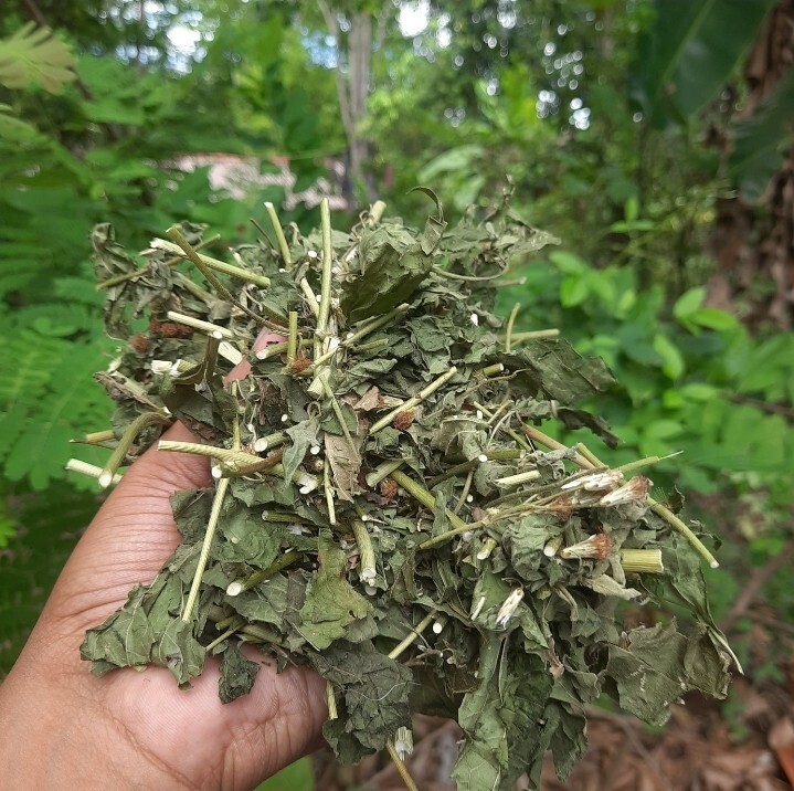 250g Dried Mexican Dream Herb CALEA ZACATECHICHI Lucid Pure ORGANIC Herbal Tea